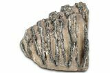 Partial Southern Mammoth Molar - Hungary #357026-1